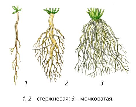 Износ корневой системы