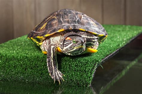 Изучение интеллекта красноухой черепахи