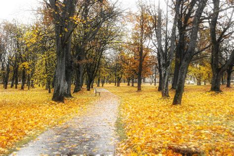 Изящный холод и краски осени