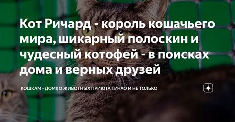 Иллюзии и реальность кошачьего мира
