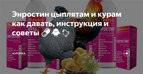 Иммунизация против оспы курам: обзор методов