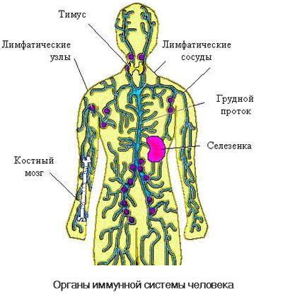 Иммунная система и плач
