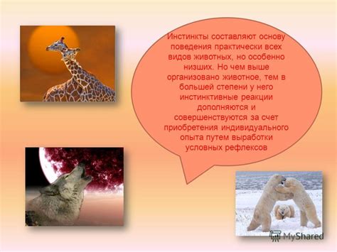 Инстинкты и реакции животных