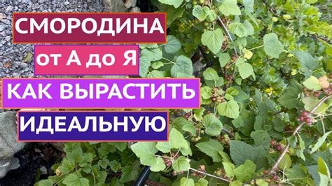 Инструкция по выращиванию