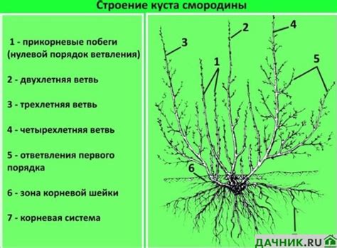 Инструкция по обрезке лапчатки шаг за шагом