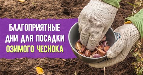Инструкция по посадке зимнего чеснока в сентябре