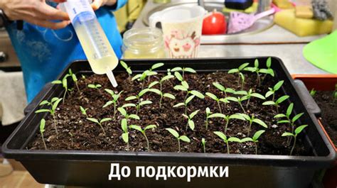 Интенсивность роста: удивительные результаты после подкормки