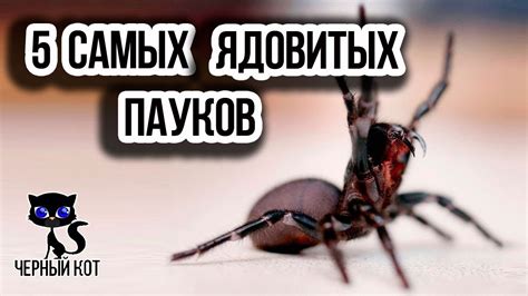 Интересные факты о мире пауков