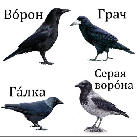 Интерпретация события: какое значение имеет ворона, севшая на голову