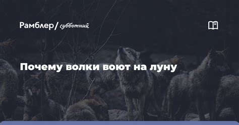 Интро: Почему волки исследуют мир прикосновениями