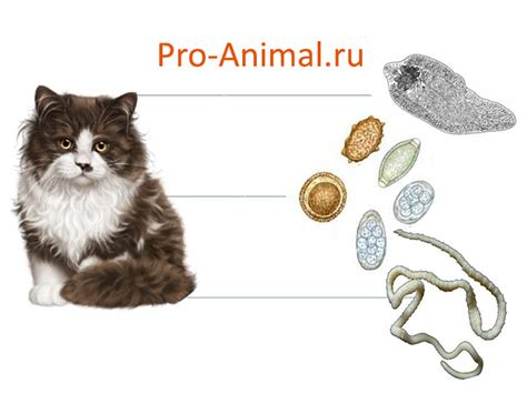 Информация о глистах у котят