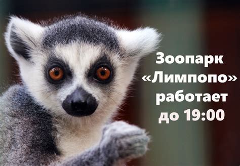 Информация о дате открытия зоопарка в Нижнем Новгороде