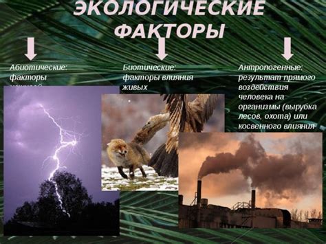 Исследование загадочной природы филинов ночью: факторы влияния