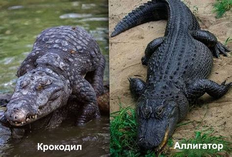 Исследования: крокодилы в деревьях и их поведение