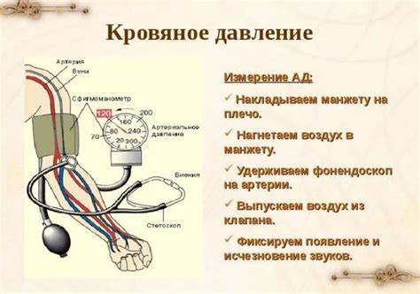 Исследования о влиянии кофе на давление и сердечно-сосудистую систему
