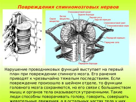 Исследования при нарушении функции спинного мозга
