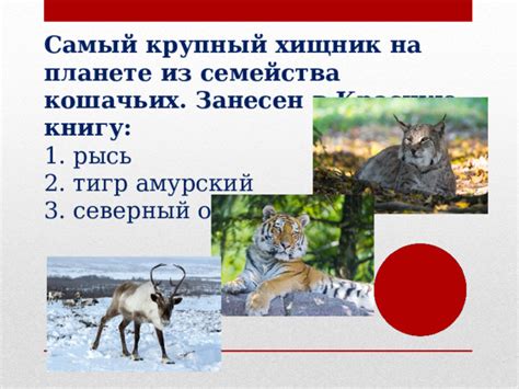 История возникновения кошачьих на планете