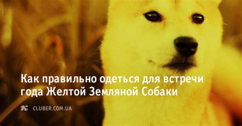 История года желтой земляной собаки