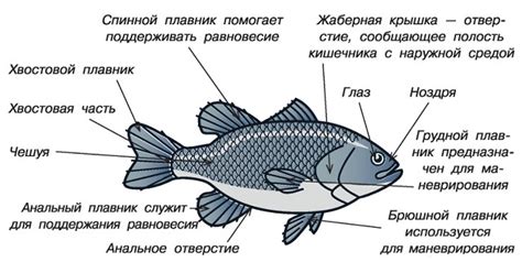 История года рыбы