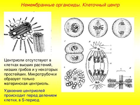 История и открытие центриолей в клетках грибов