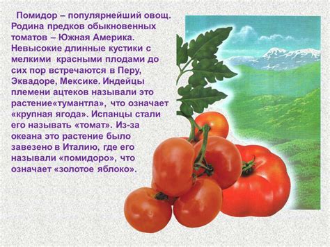 История появления помидоров в Средней Азии