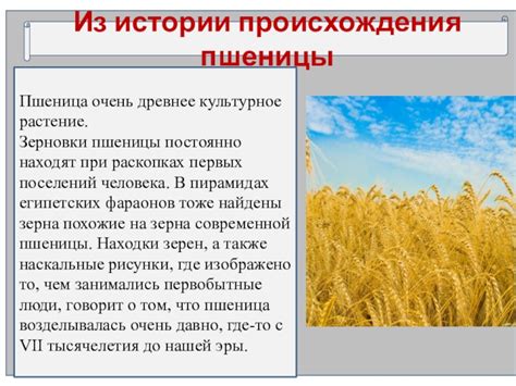История появления рожи и пшеницы в России