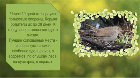 История удивительной птицы