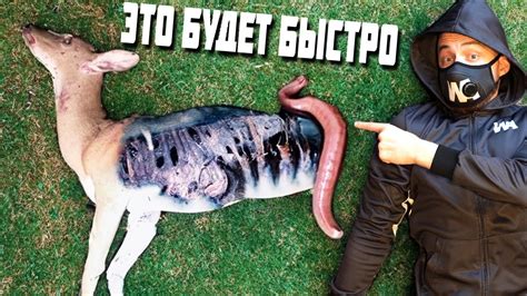 Источники мертвых животных во сне