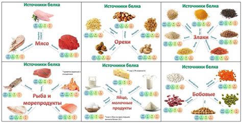 Источник белка и полезных веществ