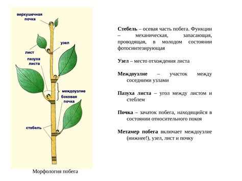 Какая длина стеблей эсхинантуса оставляется после подрезки