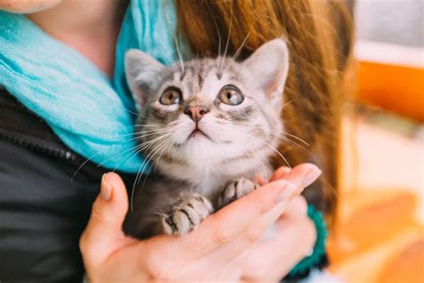 Какие звуки издает кошка, когда ее любят