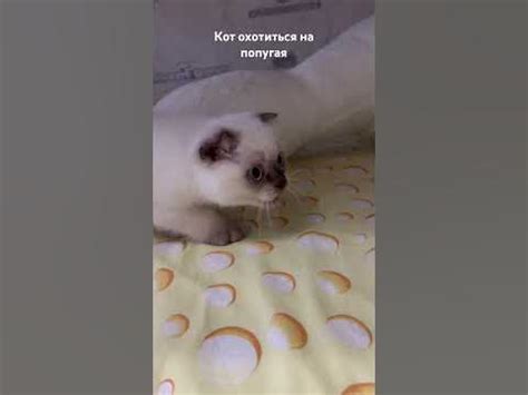 Какие звуки издаёт кот перед кастрацией