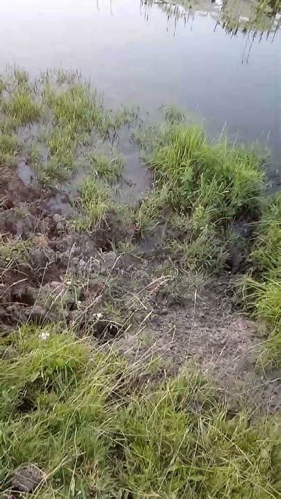 Какие значения несет падение в грязь в сновидениях