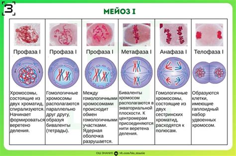 Какие изменения происходят в организме собаки