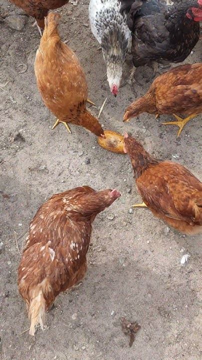 Какие куры любят