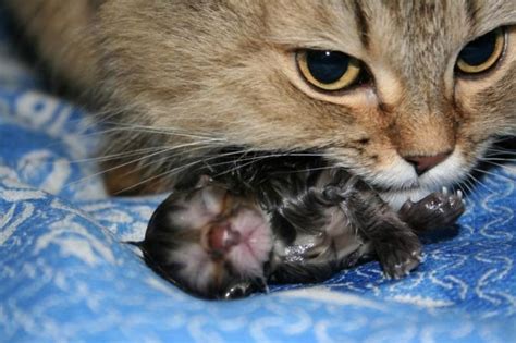 Какие могут быть последствия отказа кошки от своих котят