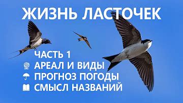 Какие причины заставляют ласточек лететь на юг в зимнее время