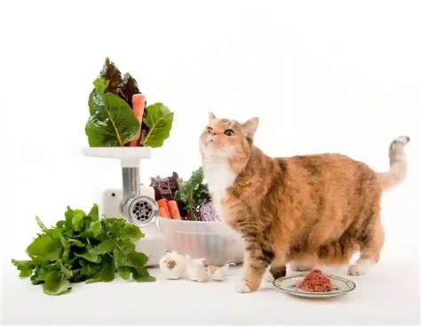 Какие продукты можно давать после рвоты кошке