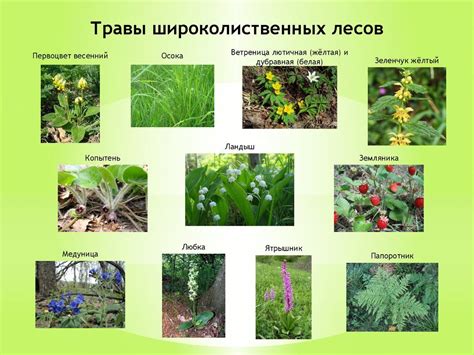 Какие растения лучше растут при неблагоприятной погоде