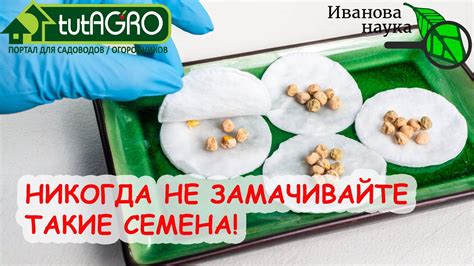 Какие семена лучше замачивать