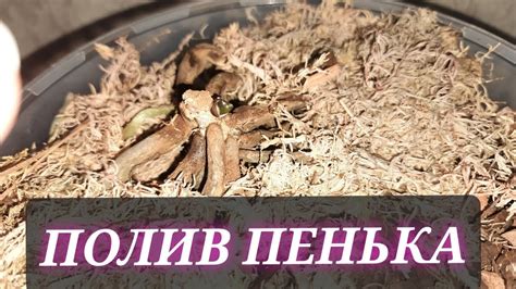 Какие условия влажности нужно учитывать при поливе туи
