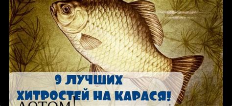Какие условия способствуют клеву карася в 2021 году