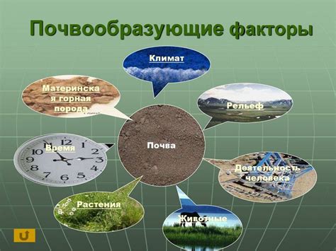 Какие факторы влияют на сроки возобновления посадки