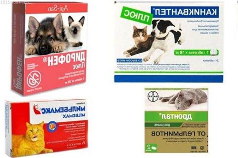 Какой срок между прививкой и глистогонкой кошки
