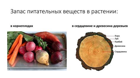Какую роль играет замораживание в сохранении вкуса и питательных веществ грибов