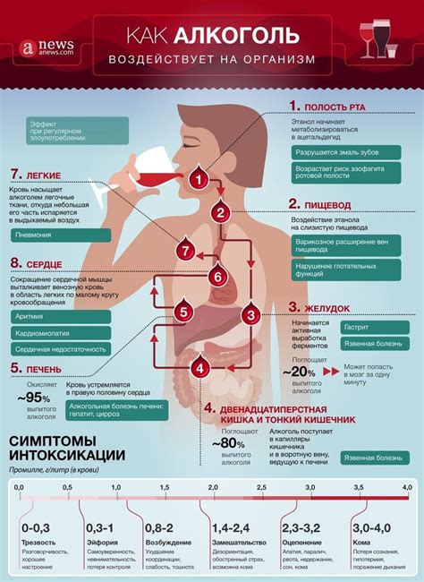 Как алкоголь воздействует на организм