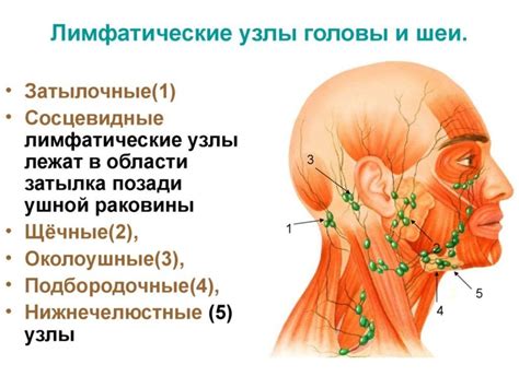 Как воспаление лимфоузла влияет на отёк щеки