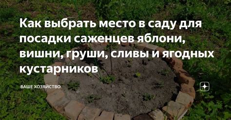 Как выбрать место для саженцев