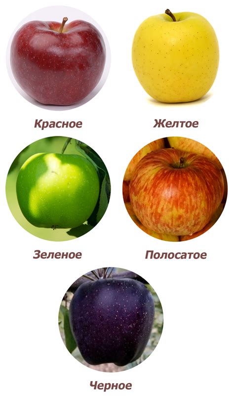 Как выбрать подходящий сорт яблок для сильных ветров