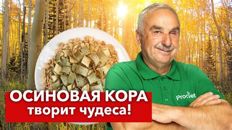 Как выбрать подходящую осиновую кору